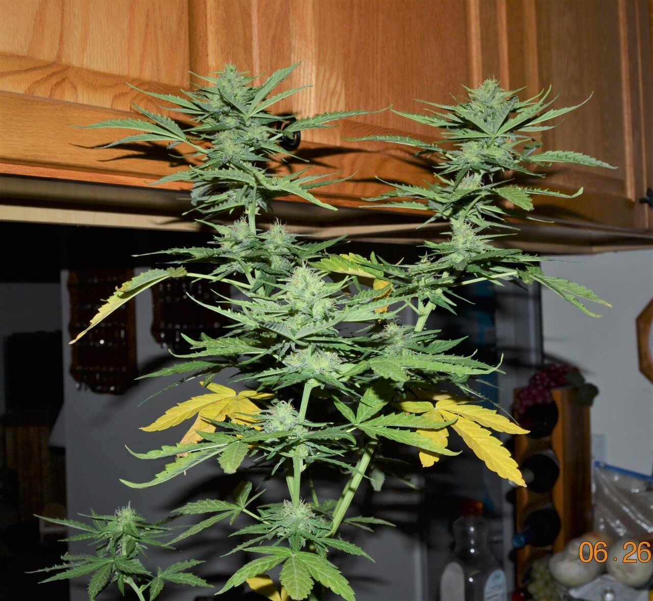 nivana white widow auto