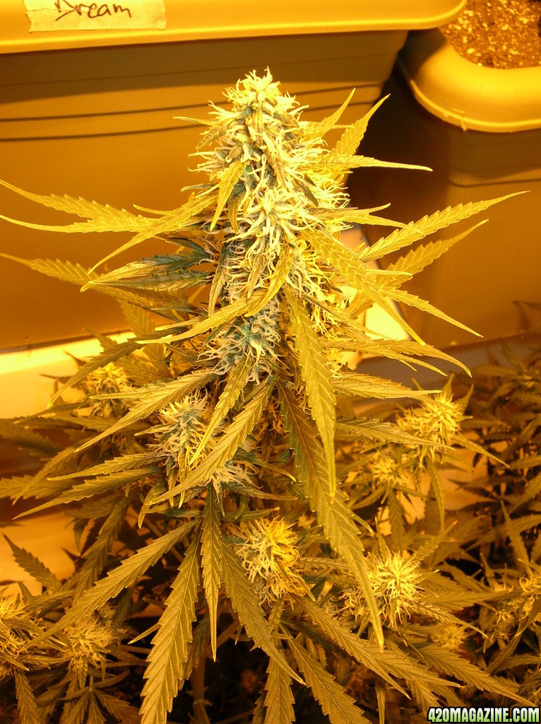 NL Auto Eenie 8-weeks