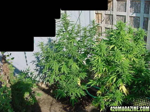 NL Bid Bud clones