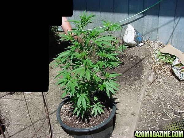 NL Big Bud Clones