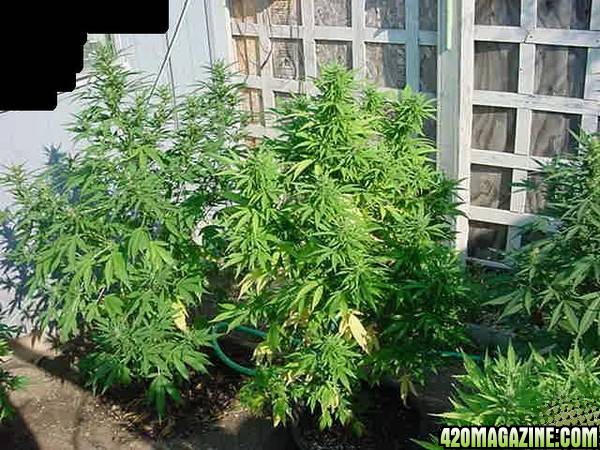 NL Big Bud clones