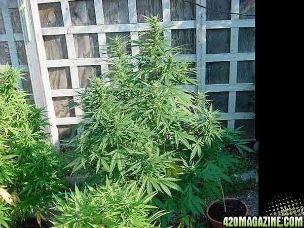 NL Big Bud Clones