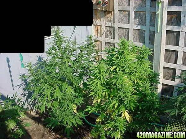 NL Big Bud Clones