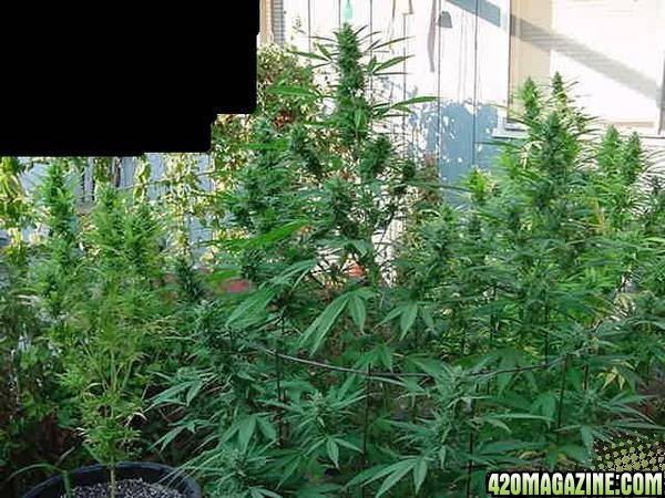 NL Big Bud clones