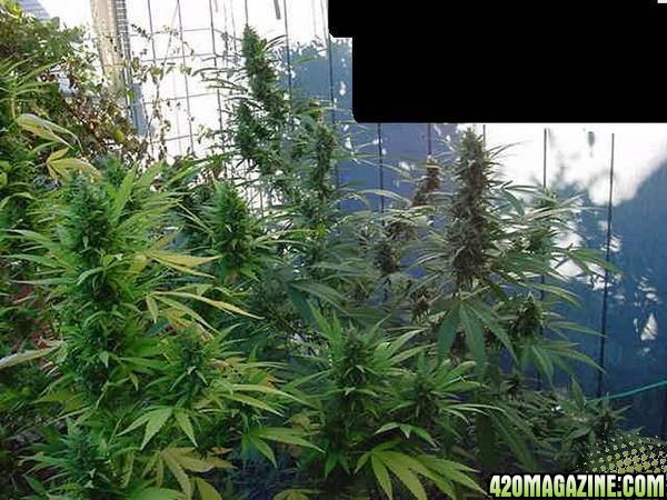 NL Big Bud Clones