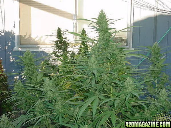 NL Big Bud Clones