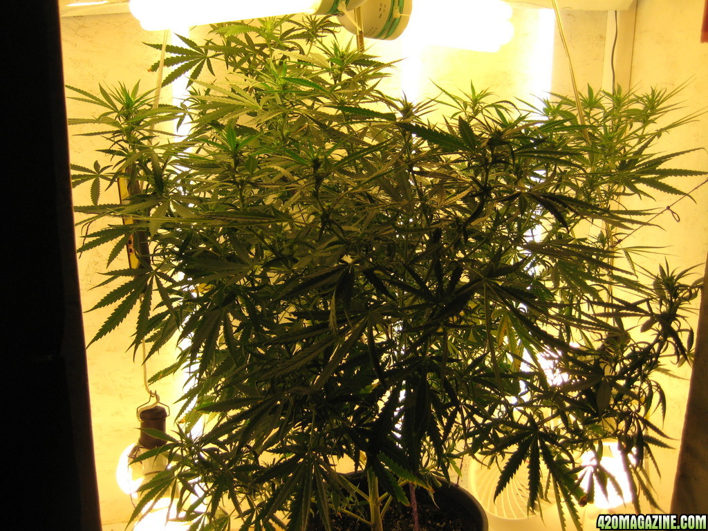 NL big bud grow