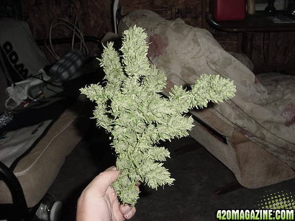 NL Big Bud