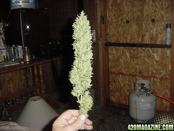 NL Big Bud