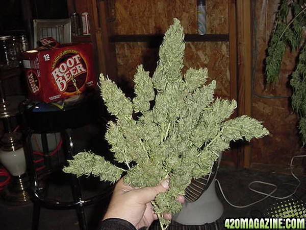 NL Big Bud