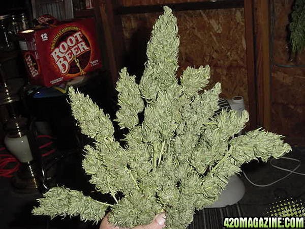 NL Big Bud