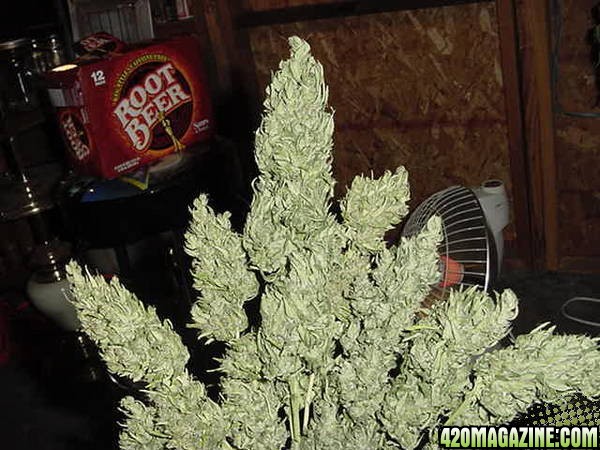 NL Big Bud