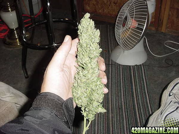 NL Big Bud