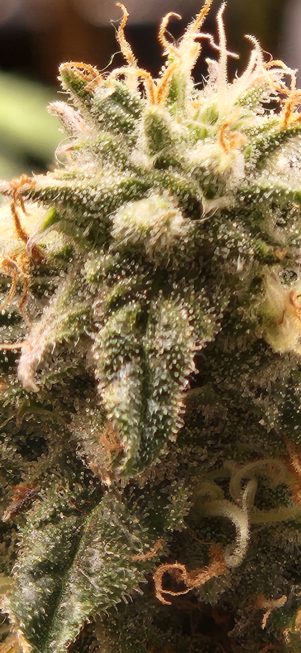 NL Bud close-up