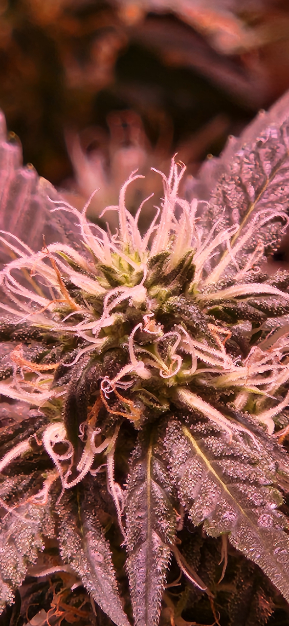 NL bud detail