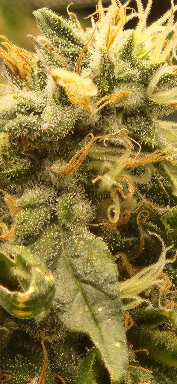 NL Bud detail