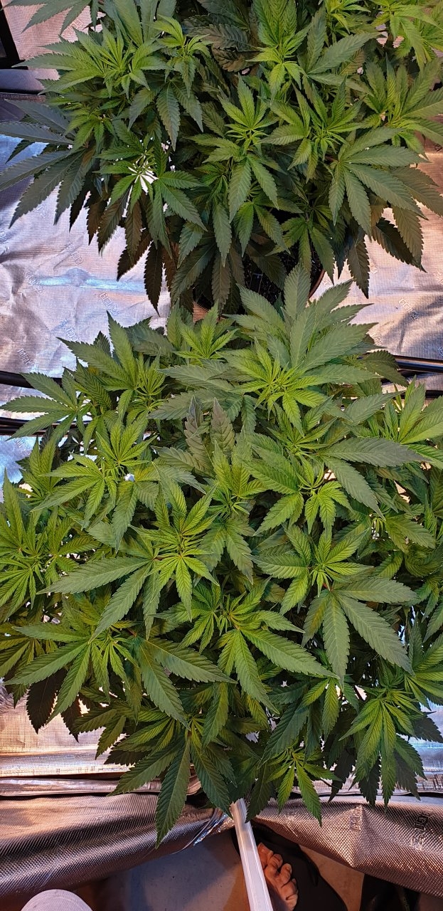 NL clones indica dominate