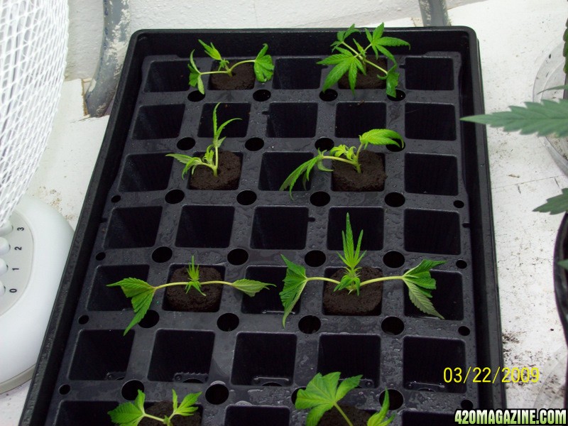 NL clones