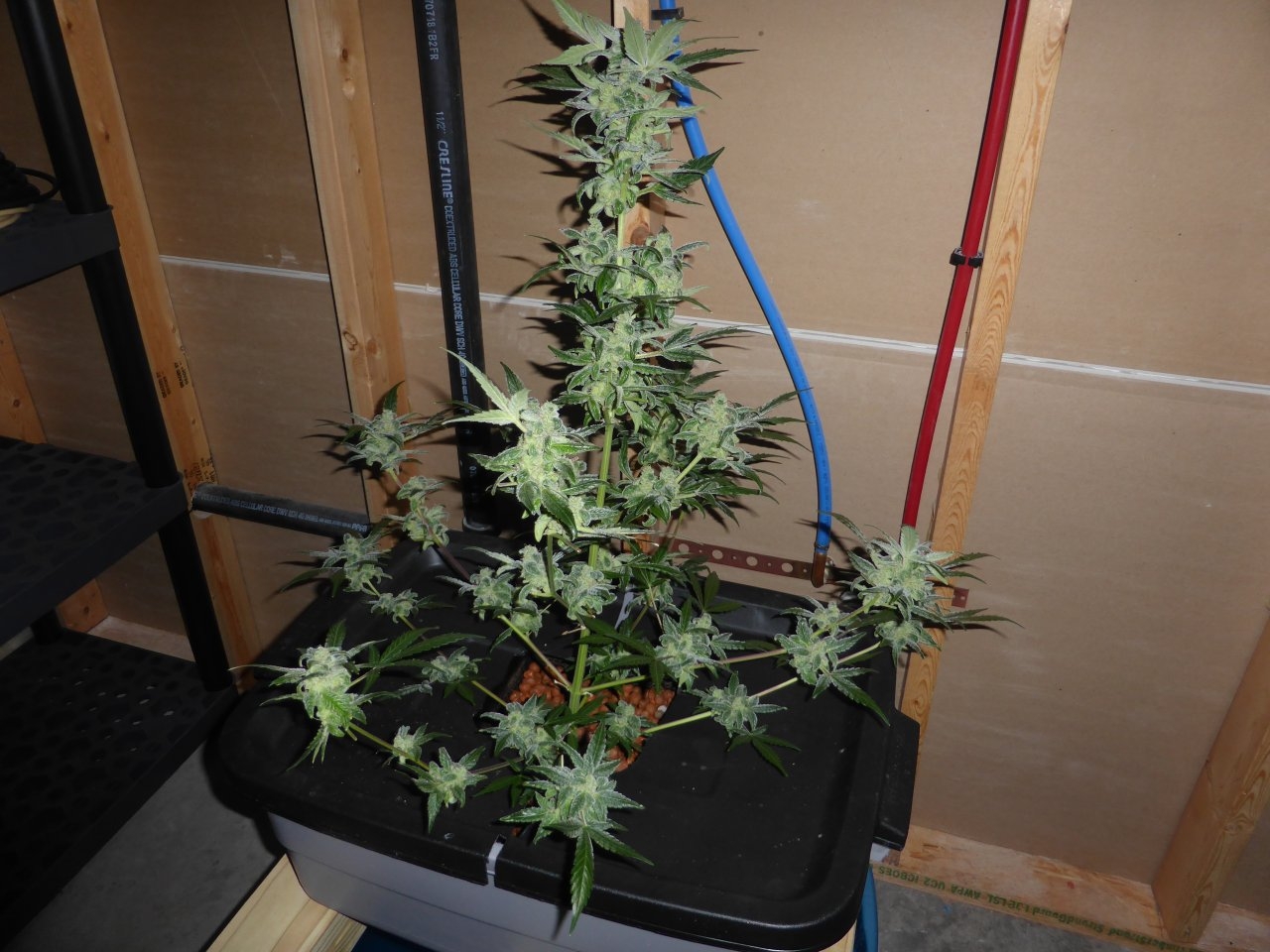 NL Harvest Day1.JPG