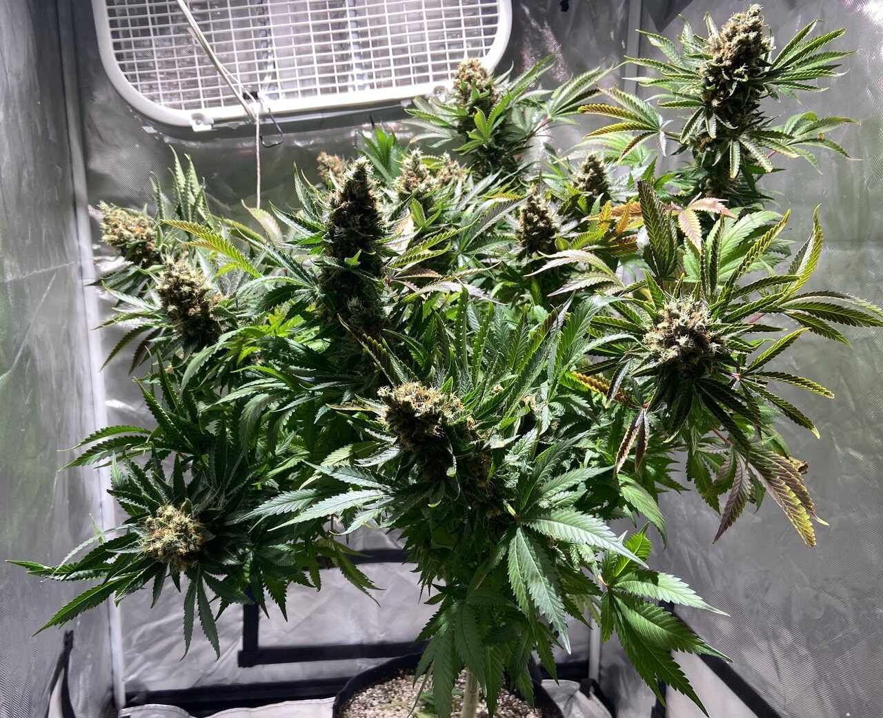 NL Harvest