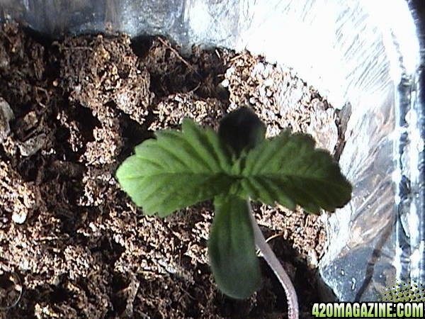 nl plantlet two