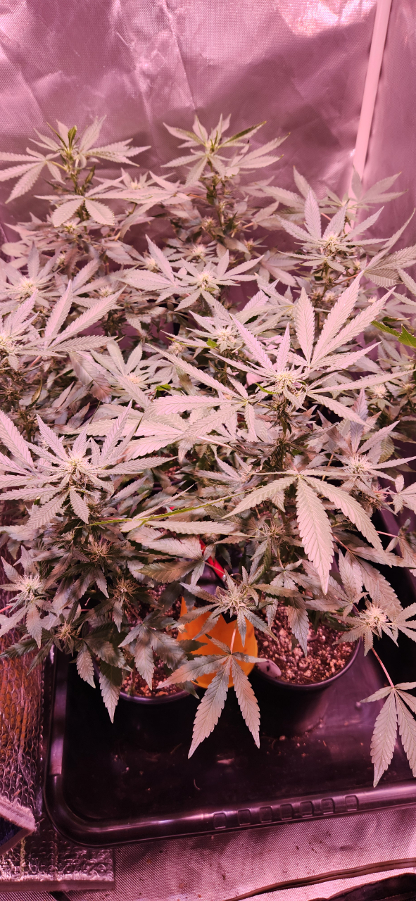 NL plants flower at 4 weeks