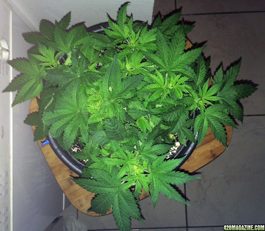 NL Wk4 Defoliating