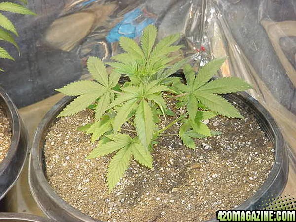 NL_Big_Bud_Seed_1