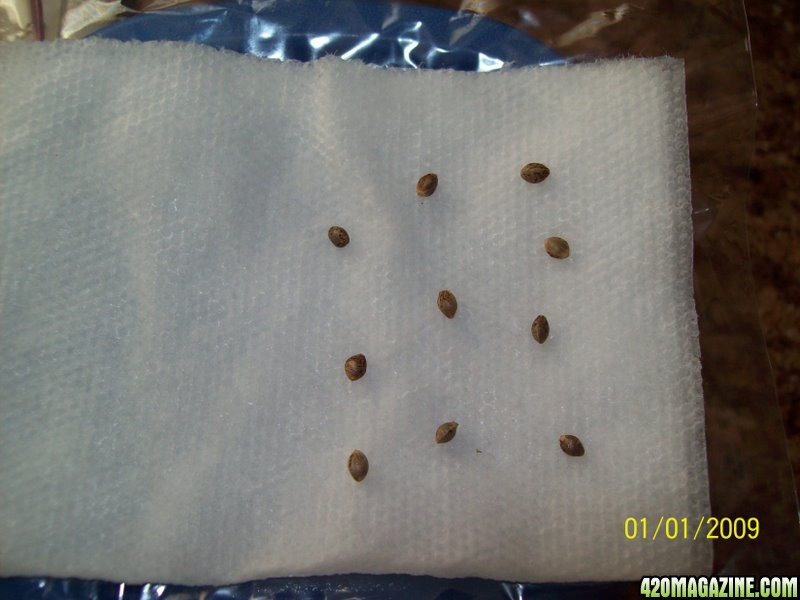 NL_seeds_in_paper_towel