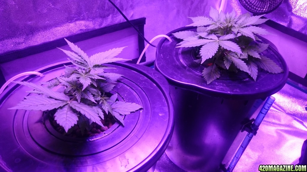 Northen light auto dwc