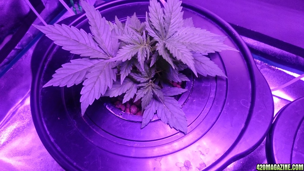 Northen light auto dwc