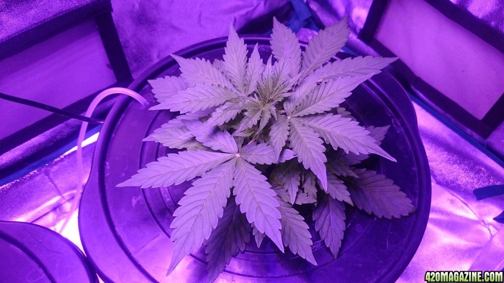 Northen light auto dwc