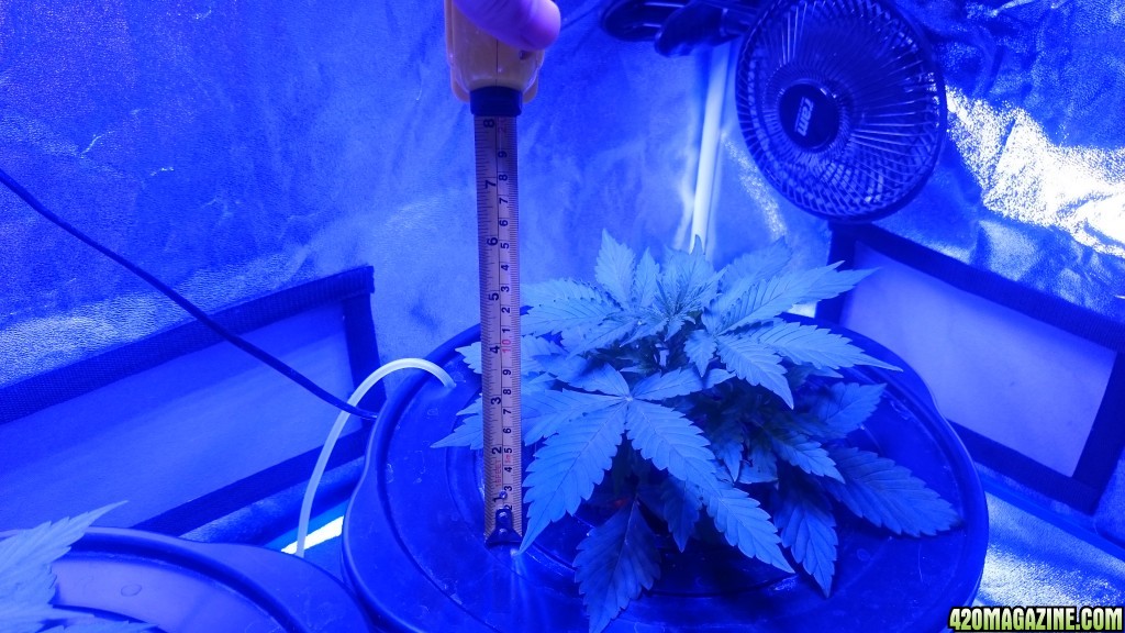 Northen light auto dwc