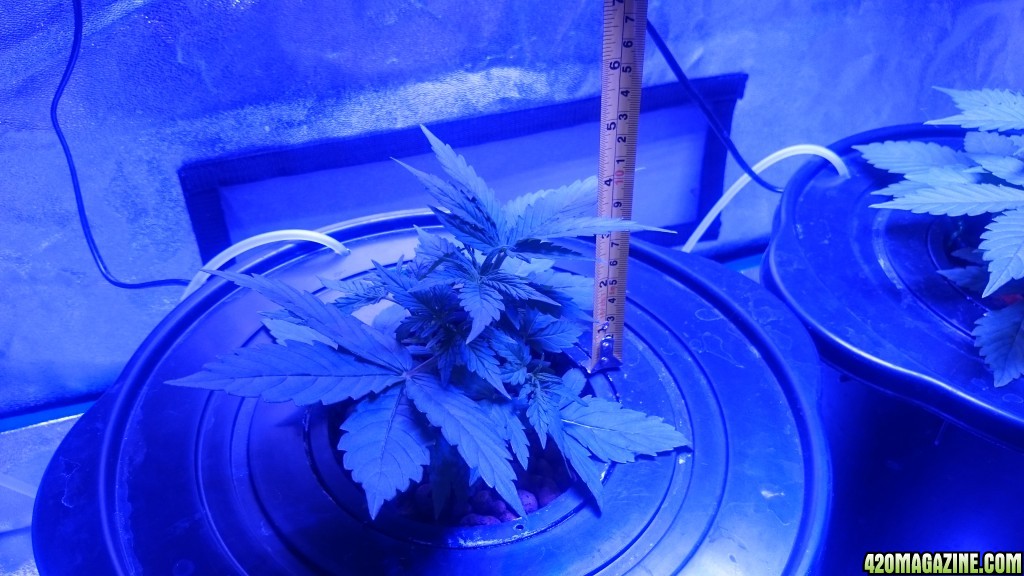 Northen light auto dwc