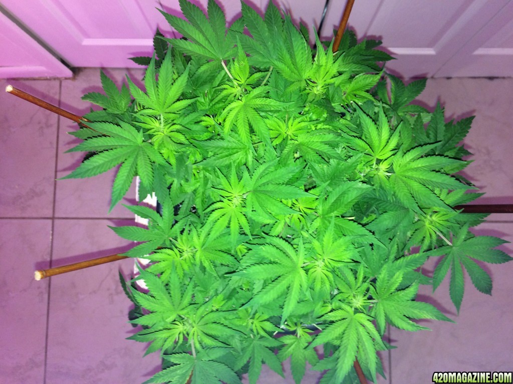 Norther Lights Week 7 Flower Day 1