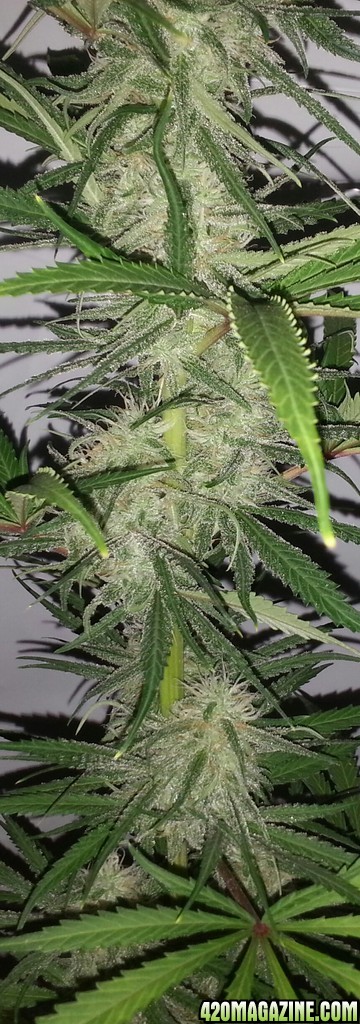 Northern light 60 days in flowering