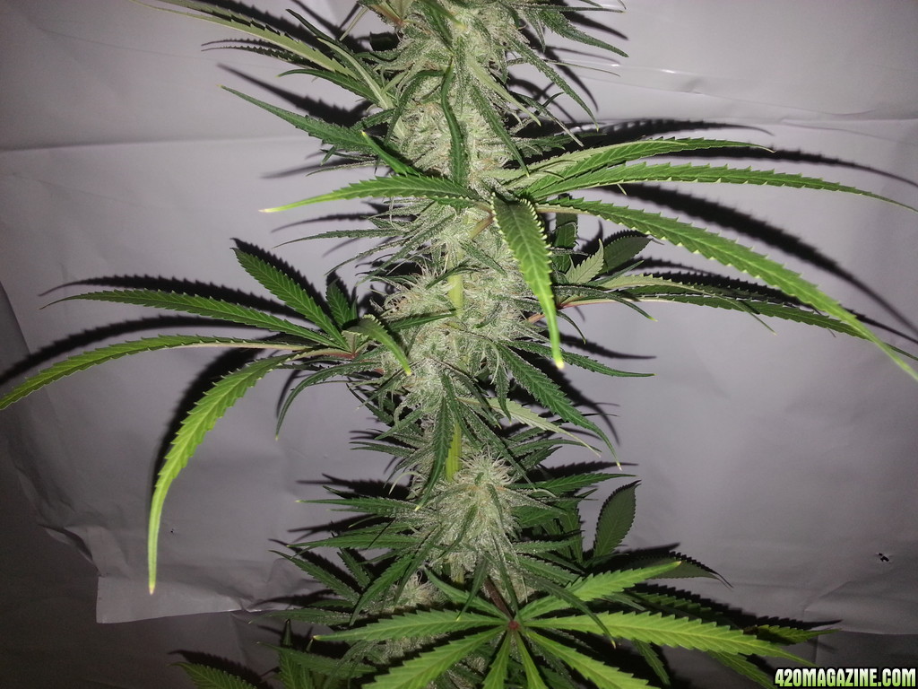 Northern light 60 days in flowering