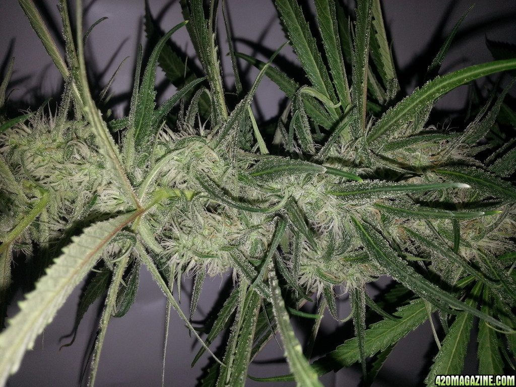 Northern light 60 days in flowering