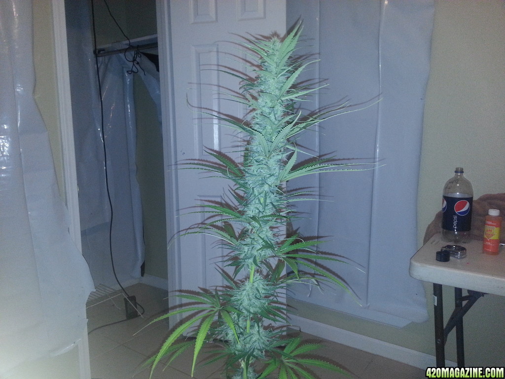 Northern light 60 days in flowering