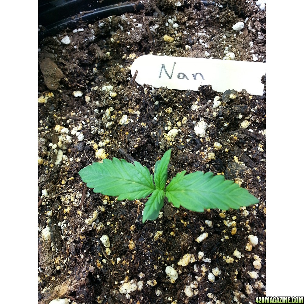 Northern Light Feminized Autoflower