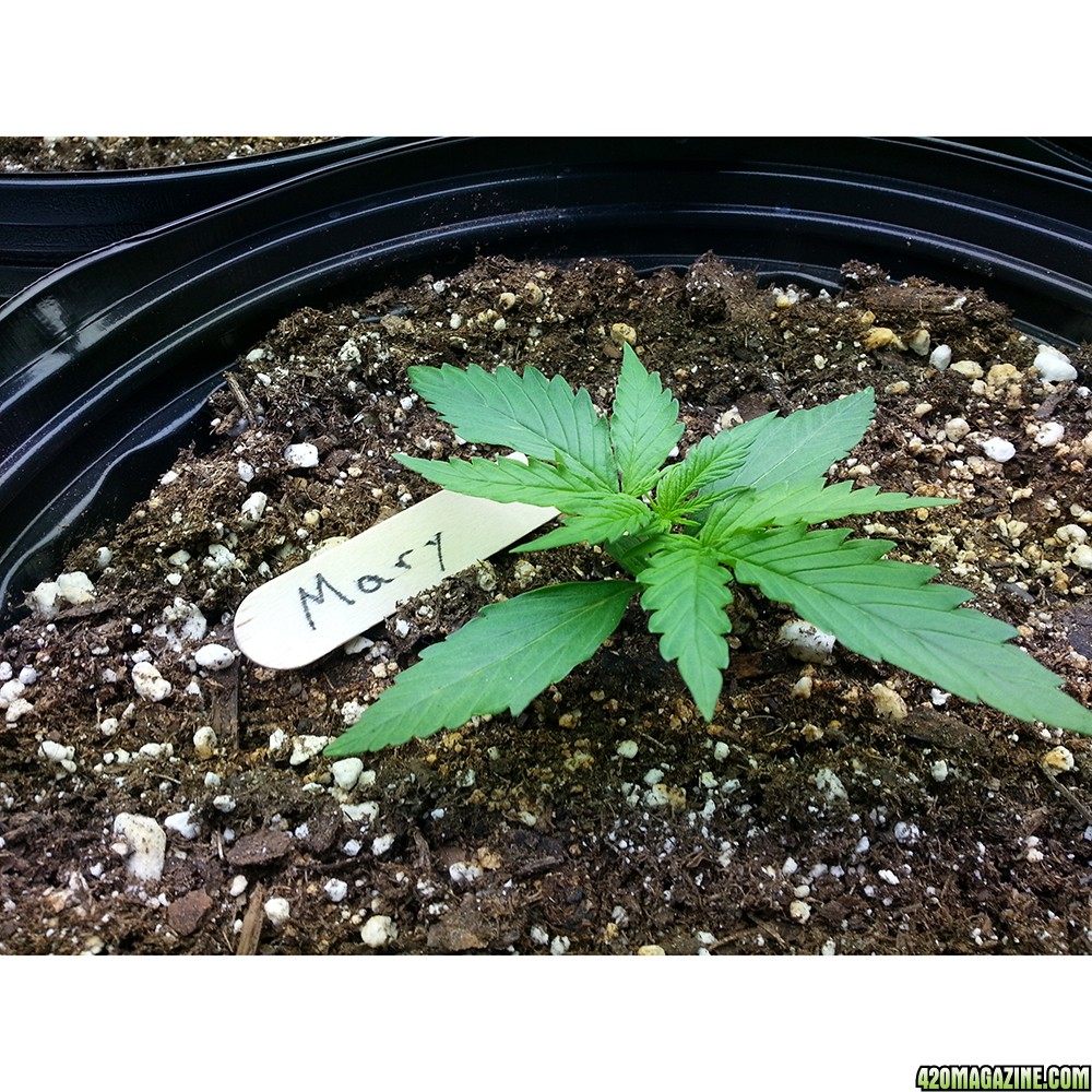 Northern Light Feminized Autoflower