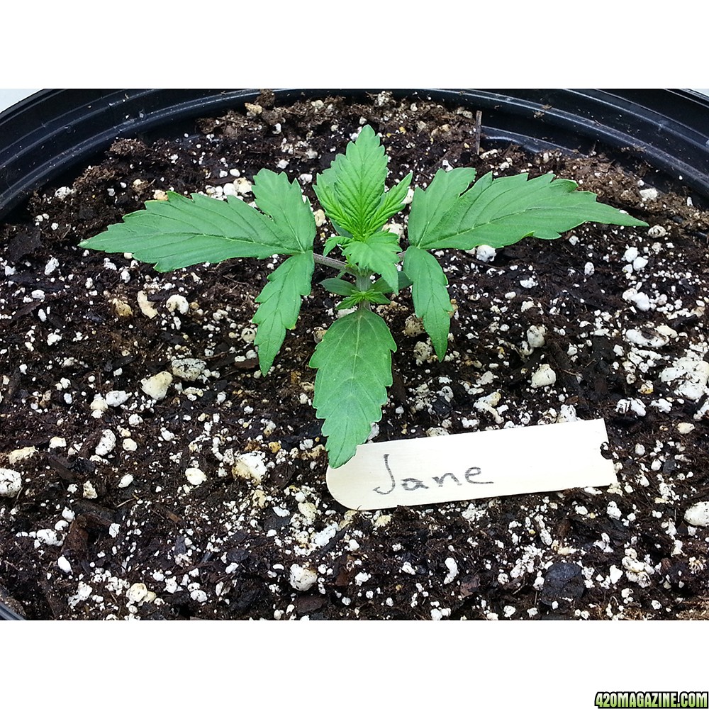 Northern Light Feminized Autoflower