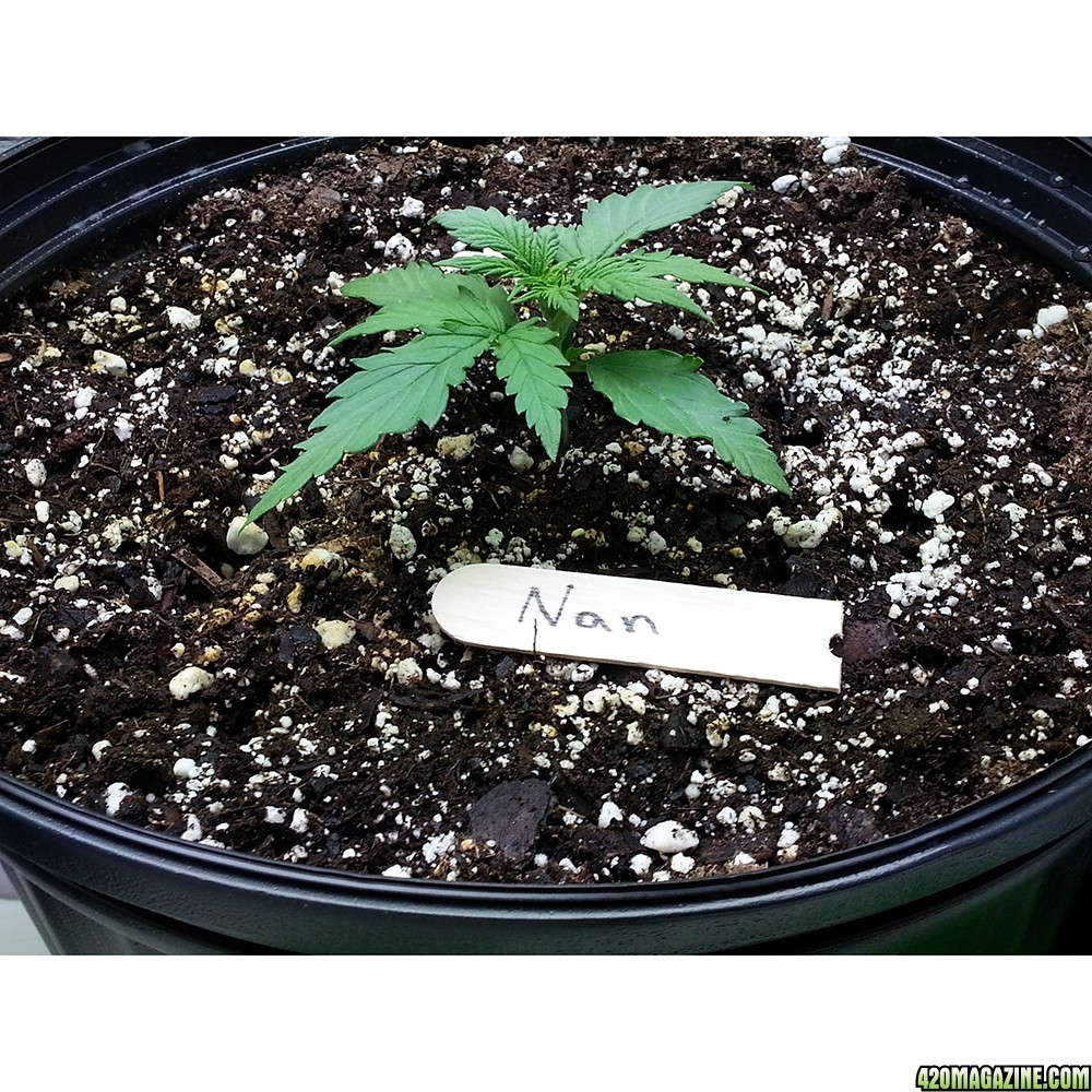 Northern Light Feminized Autoflower