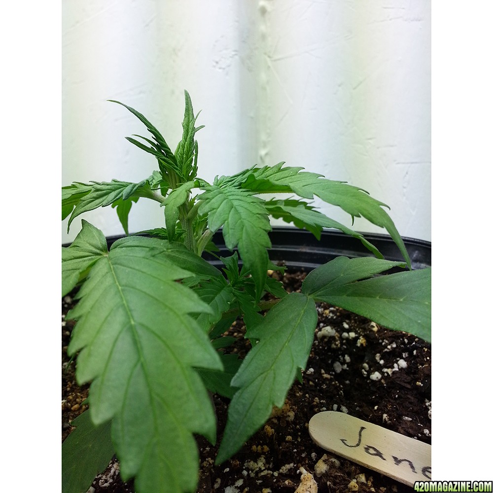 Northern Light Feminized Autoflower