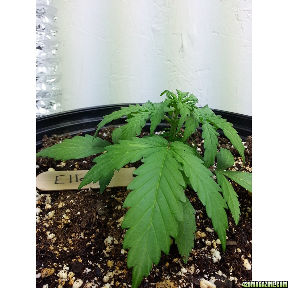 Northern Light Feminized Autoflower