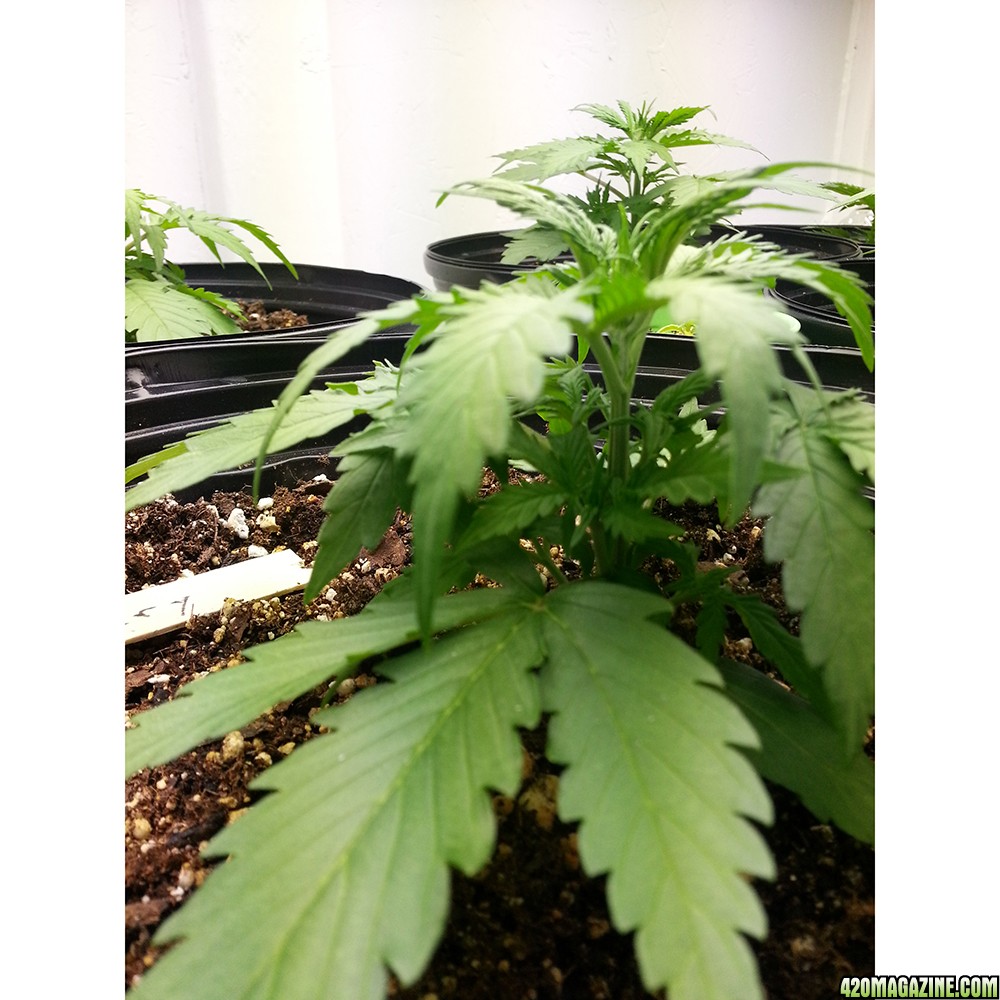 Northern Light Feminized Autoflower