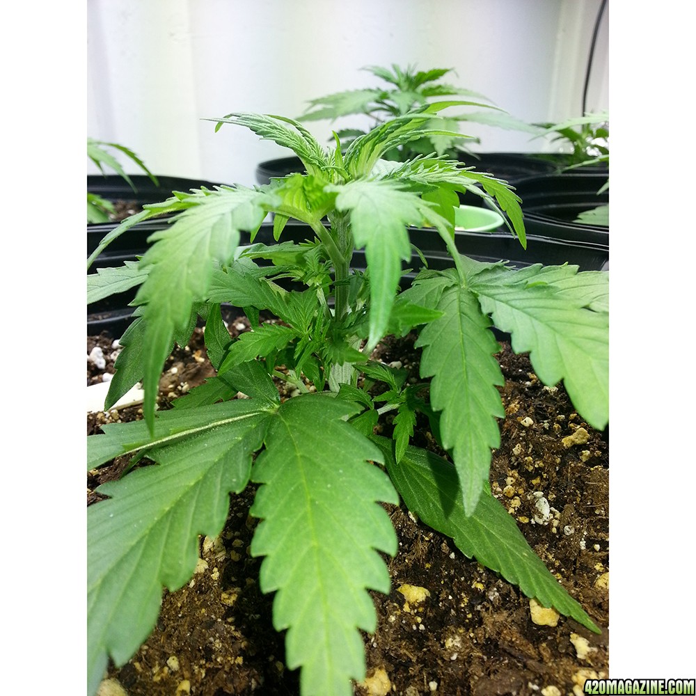 Northern Light Feminized Autoflower