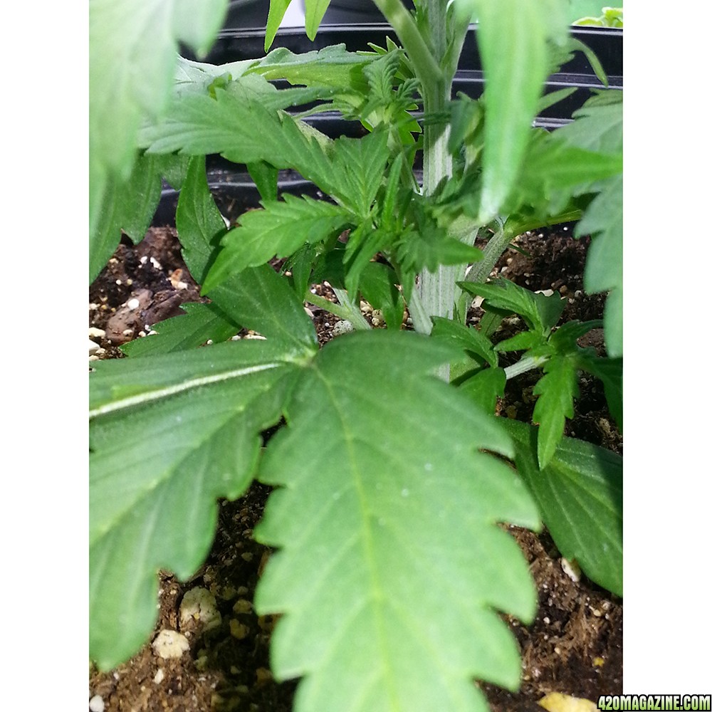 Northern Light Feminized Autoflower