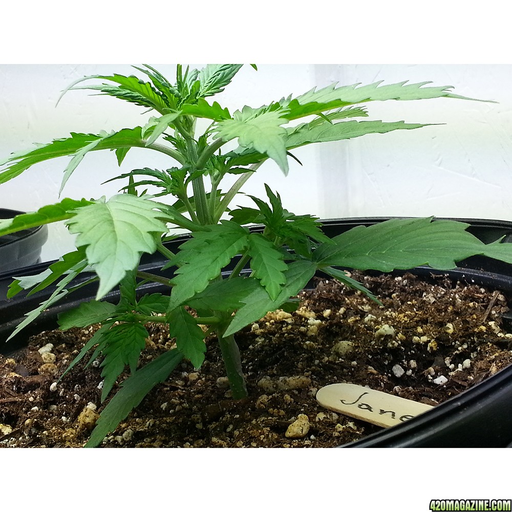 Northern Light Feminized Autoflower