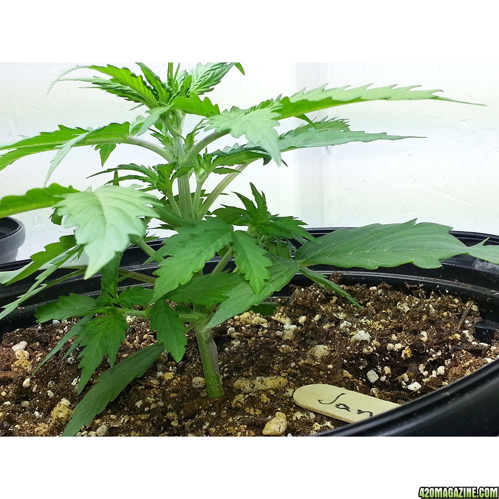 Northern Light Feminized Autoflower